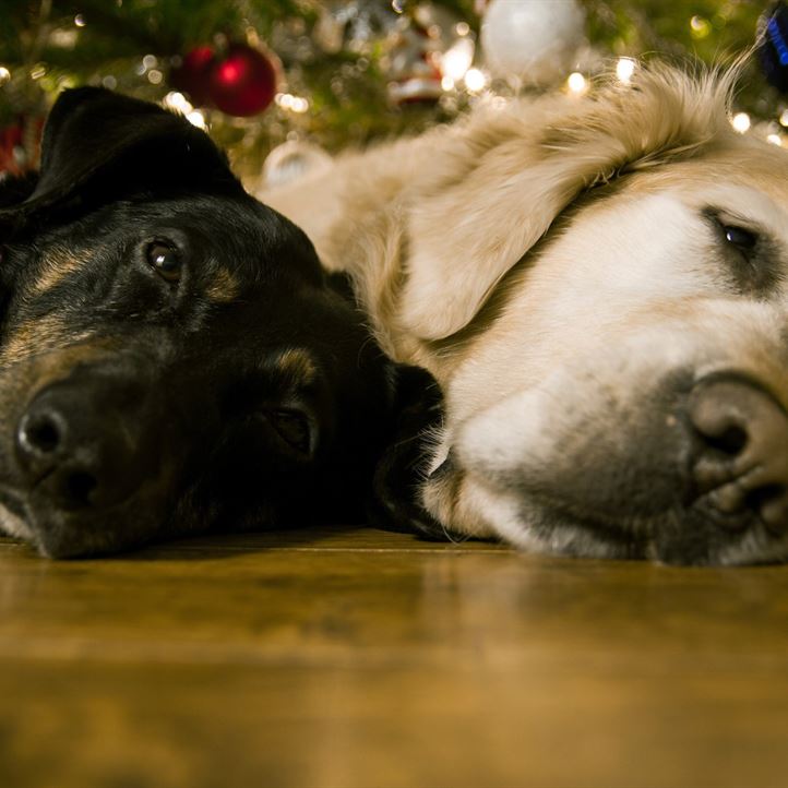 winter-dog-cute-celebration-golden-mammal-264860-pxhere.com (1)