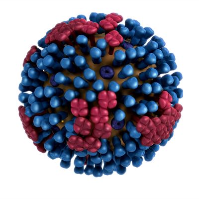 adenovirus