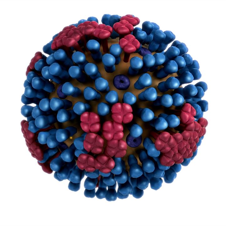 adenovirus